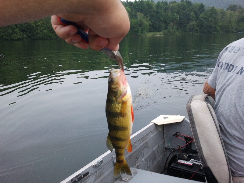 Yellow Perch near Hancock