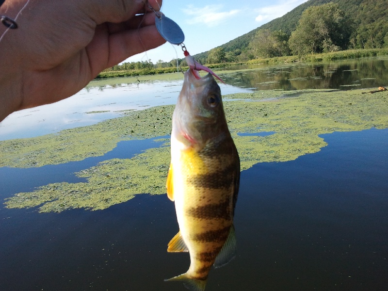 Perch near Pittsfield