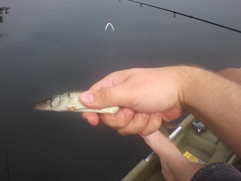 Worlds Smallest Pickerel near Dalton