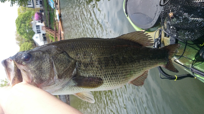 Cohasset fishing photo 5