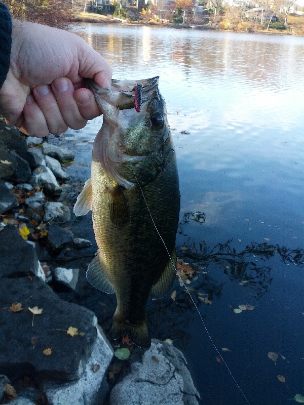 Largemouth #1