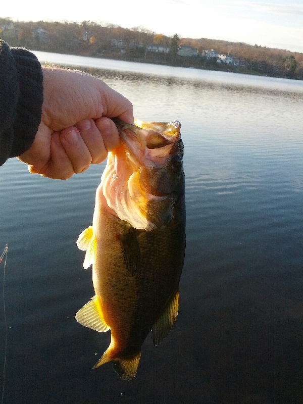 Largemouth #6