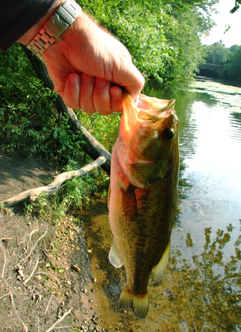 Fish #2 near Medford