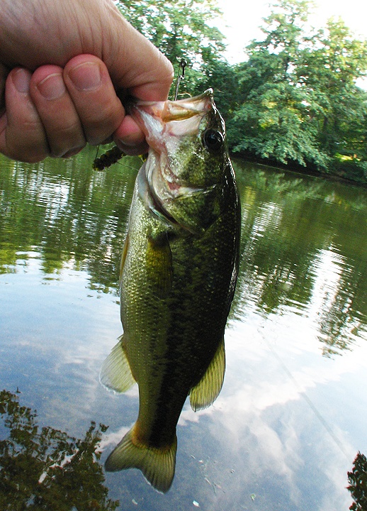 Largemouth