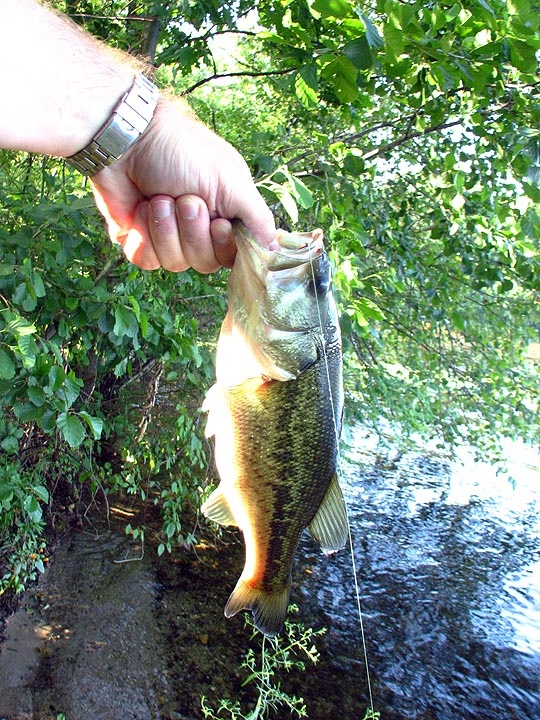 Largemouth #3