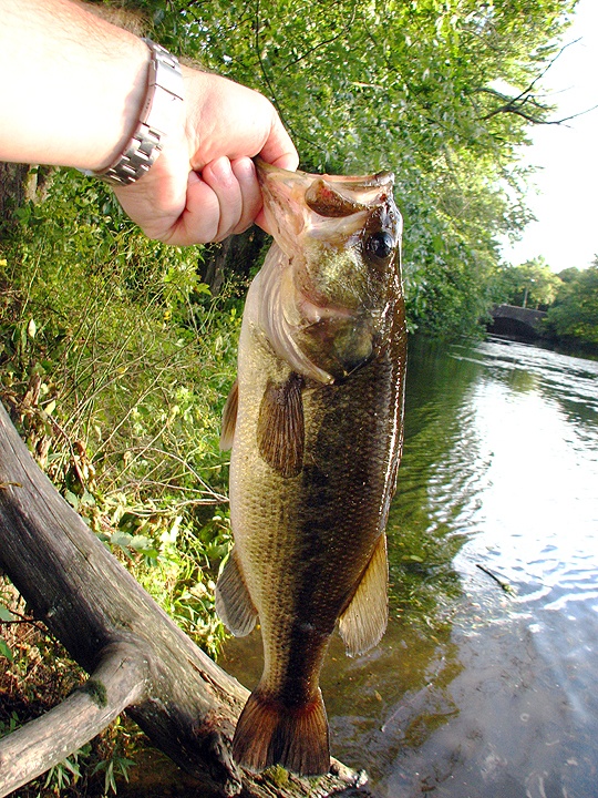 Largemouth #4 near Medford