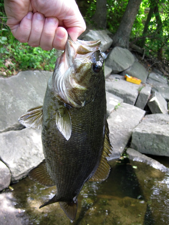 Smallmouth #2