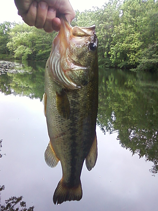 Largemouth