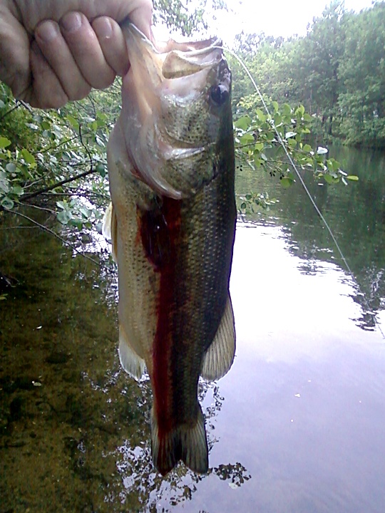 Largemouth