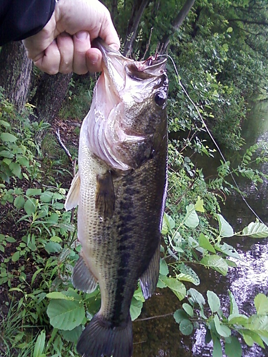 Largemouth