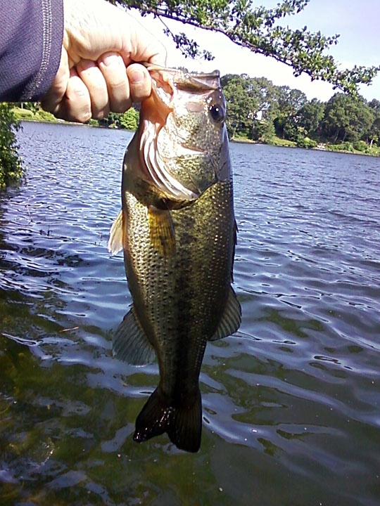 Largemouth #1