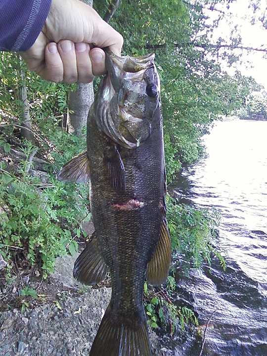 Smallmouth #1