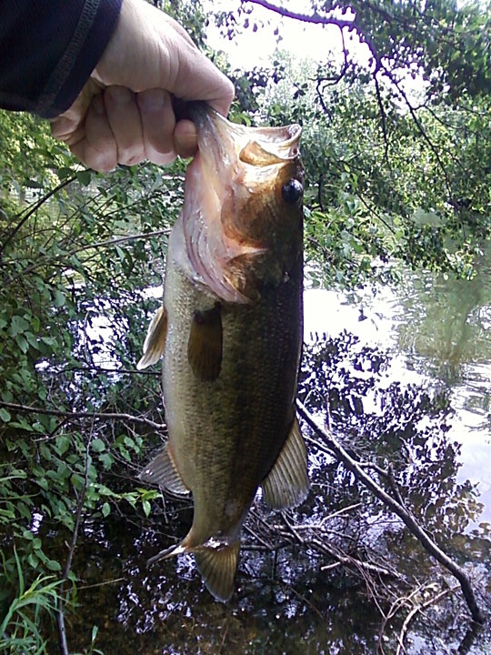 Largemouth #4