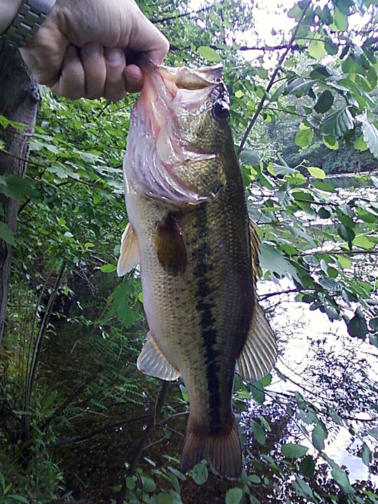 Largemouth #5