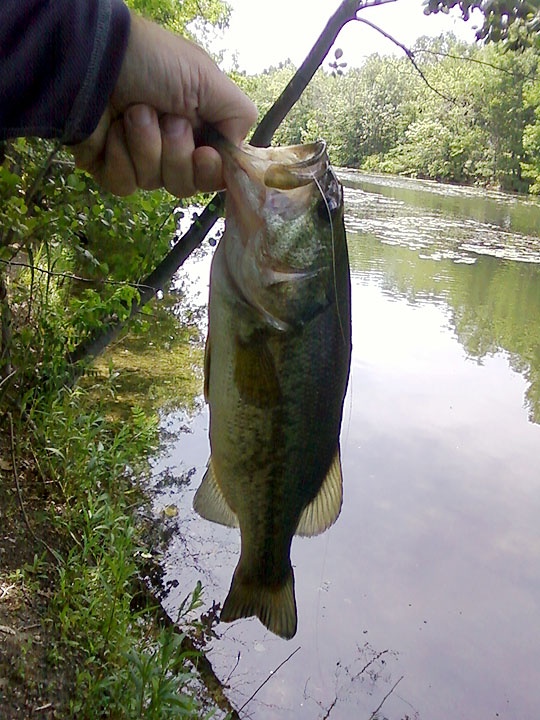 Largemouth #6