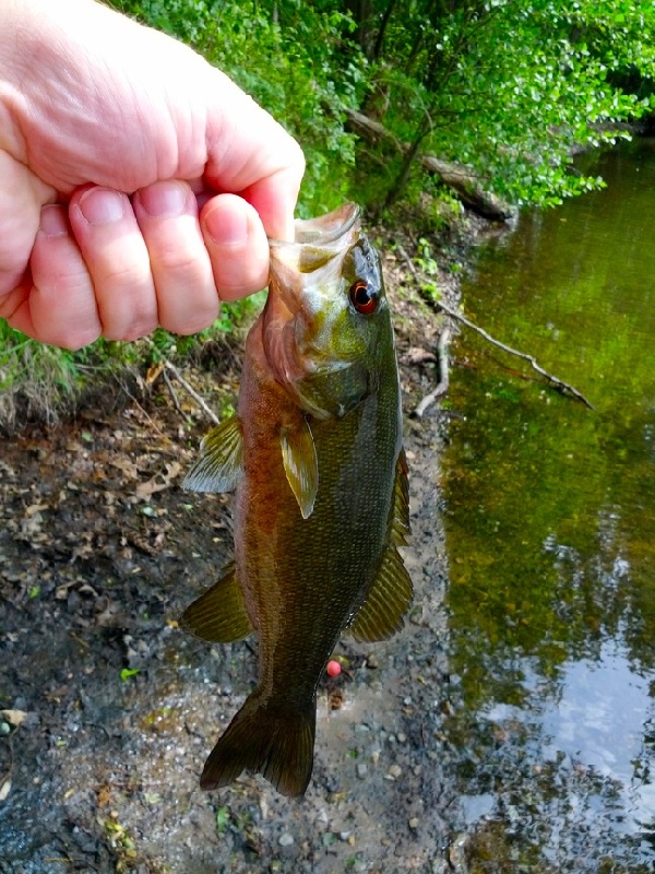 Smallmouth