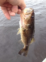 Nice day at Long Pond Fishing Report