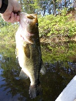 Paradise Pond, Princeton, MA Fishing Report