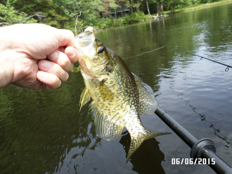 Crappie