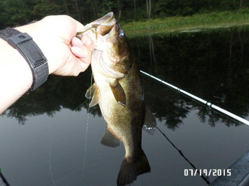 Tully River Frog Eater (2)