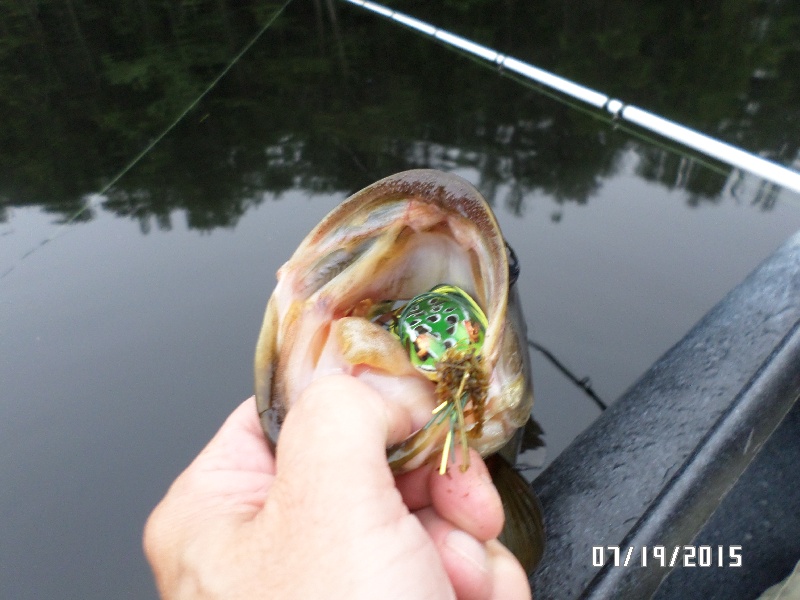 Tully River Frog Eater near Royalston