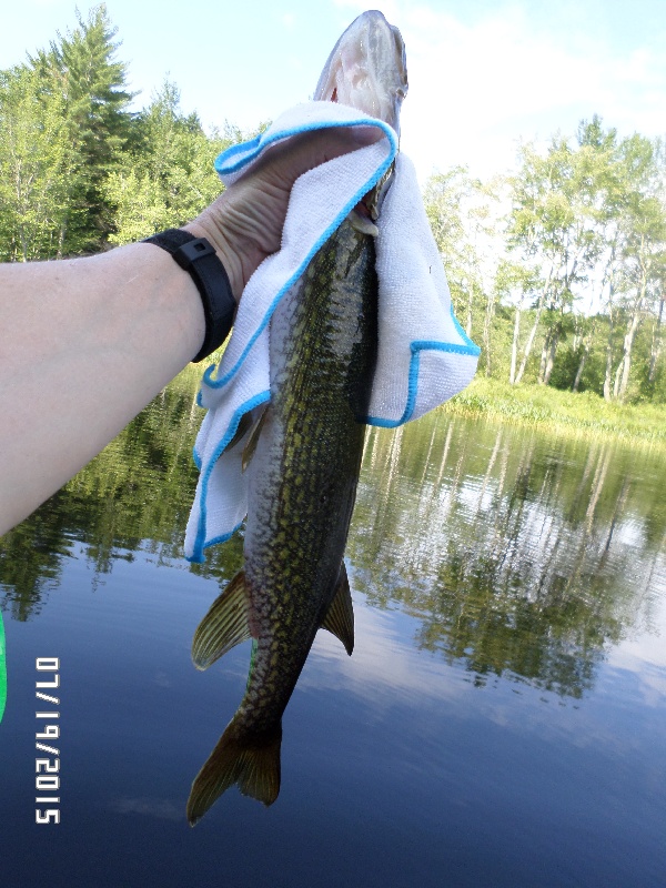 Nice Pickerel near Royalston