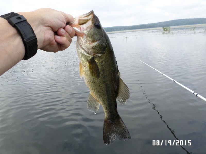 Quaboag Pond Largemouth