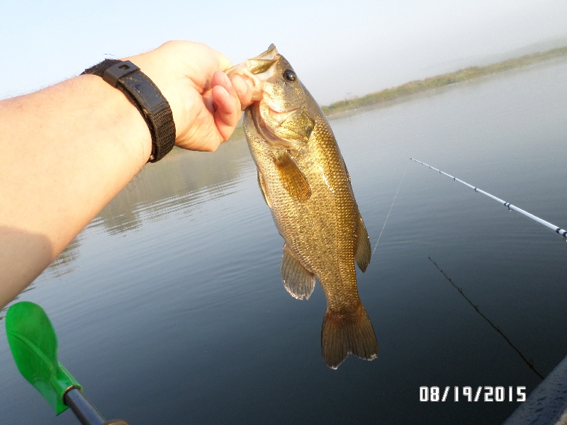 Quaboag Pond Smallmouth