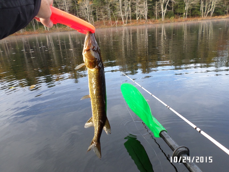 Small Pickerel