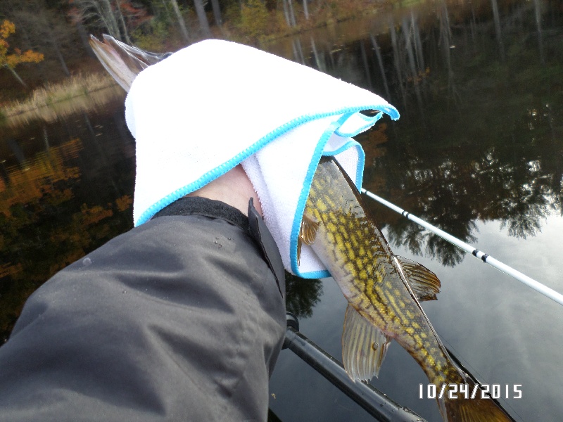 Medium Pickerel