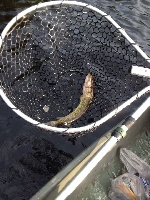 Lake Wampanoag Fishing Report