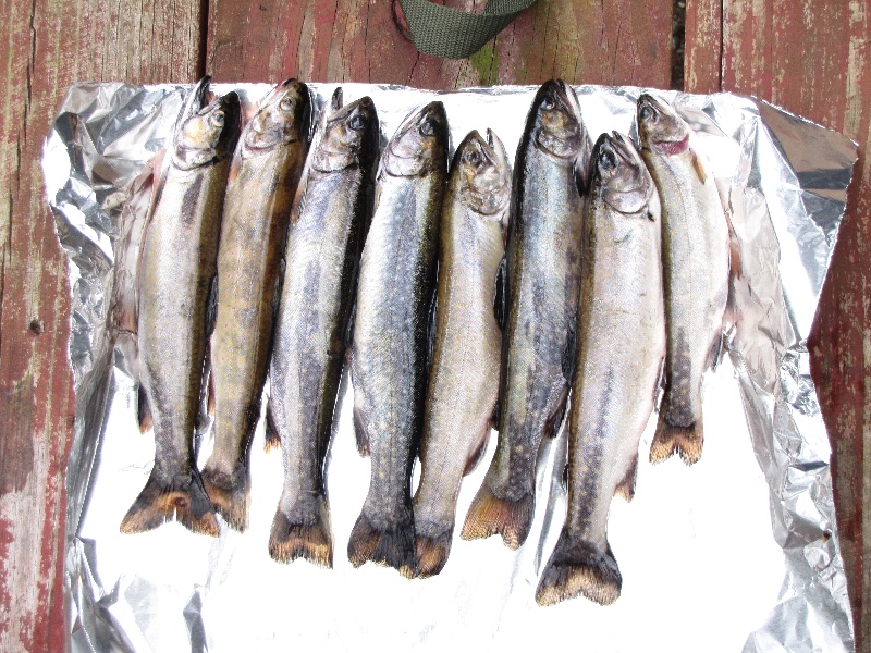 Some nice brookies