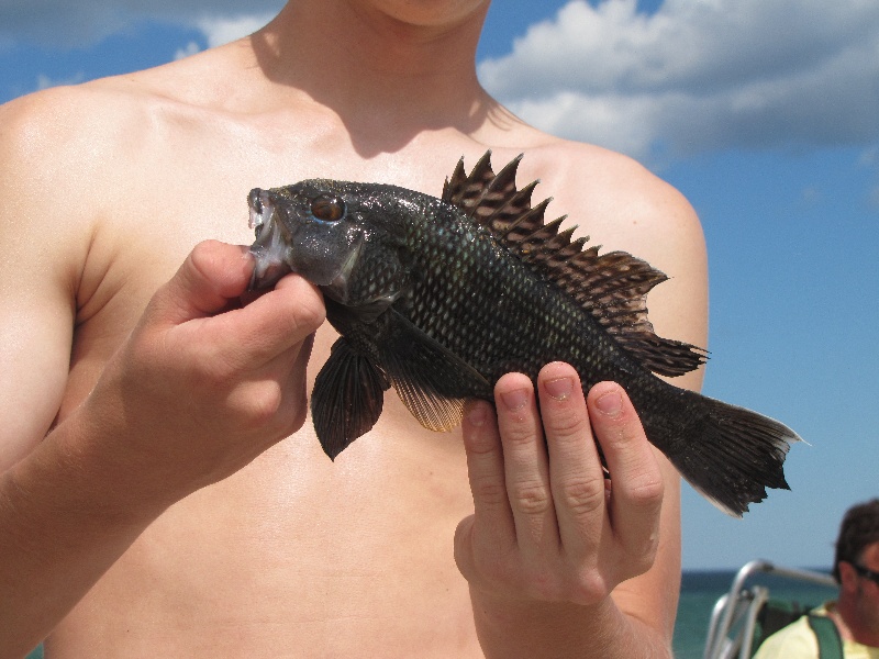 Black Sea Bass near Salisbury