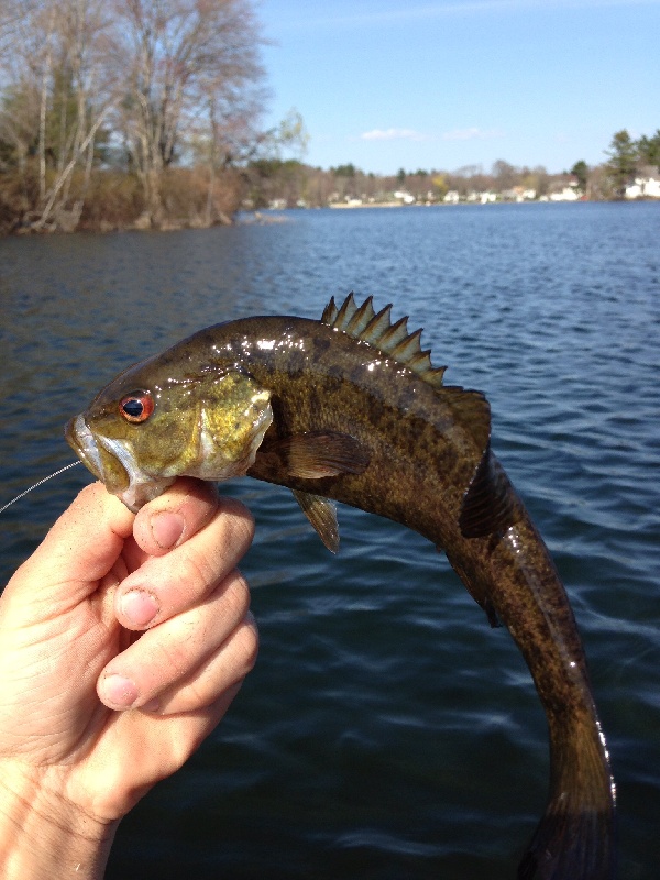 Nipmuc smallie