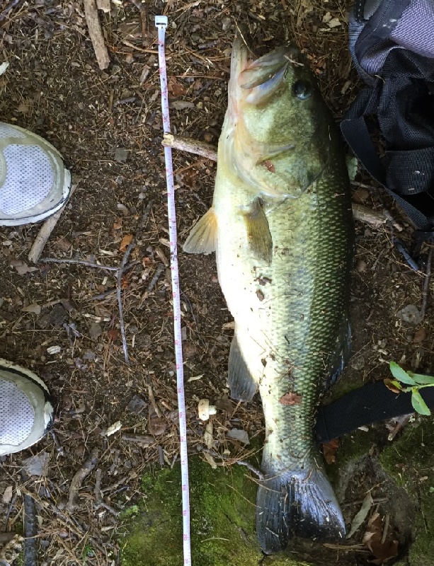 Chauncy 21" LMB 