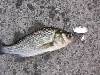 White perch fishing club