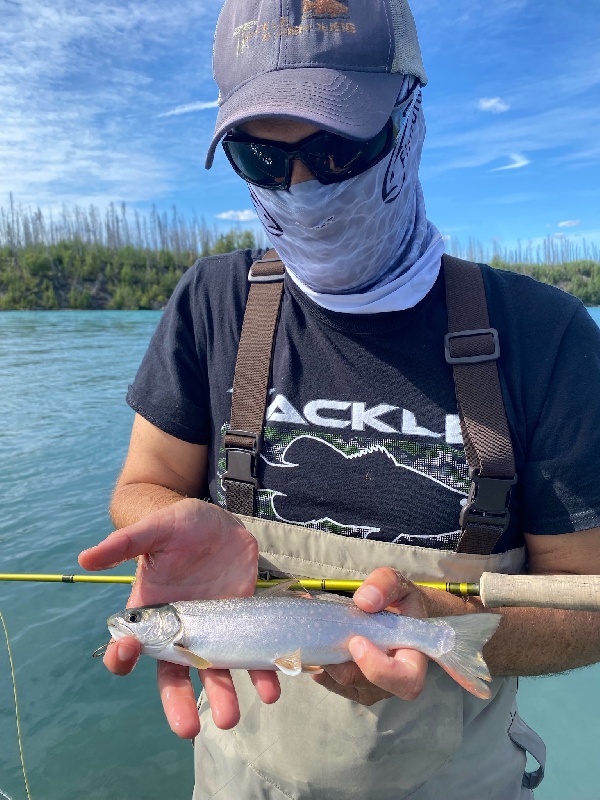 Dolly Varden #Alaska