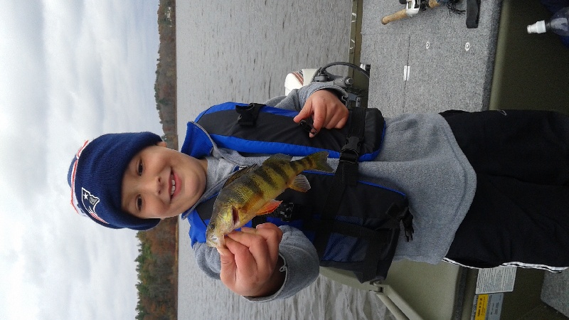 Little Redfin Perch just over 1lb. Shot for a 5 Swimbait, everytime i  target Pike the Perch come out. : r/Fishing