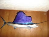 sailfish