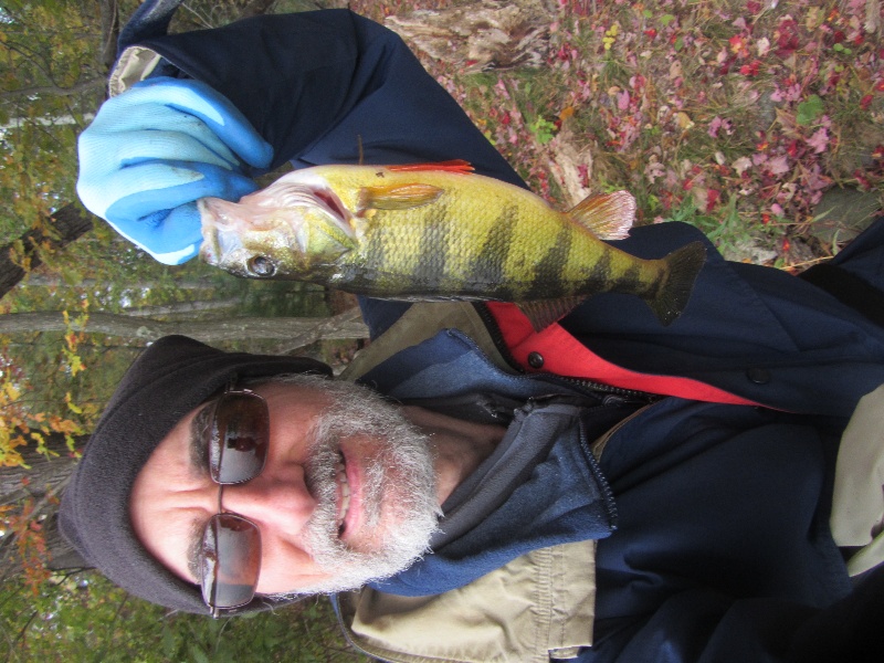 12 Inch Yellow Perch