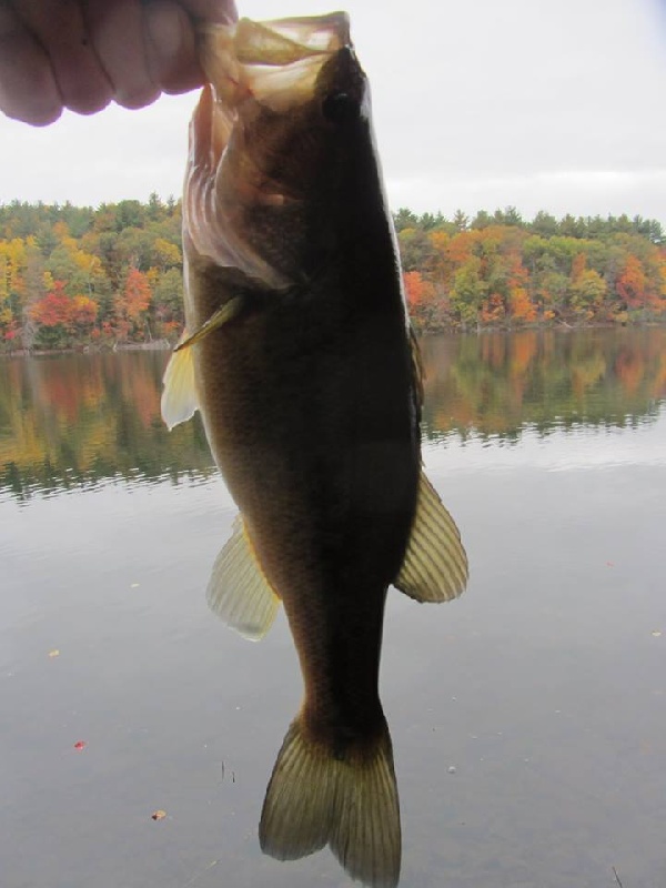 Sudbury Rez 1 lb LMB taken on lipless crankbait