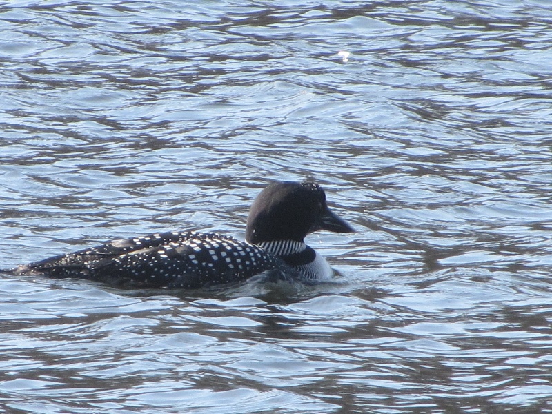 Loon on the Sudbury Reservoir