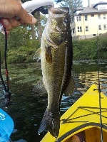 Probing the Weed Beds of the Charles River in Waltham