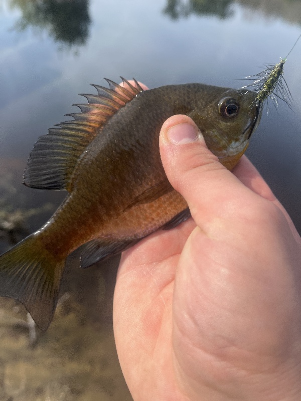 fly fishin on a spinner