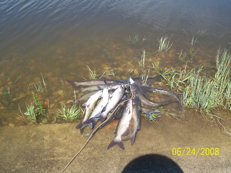 catfish at deep water ramp