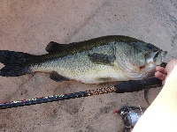 Another Farm Pond Piggy 