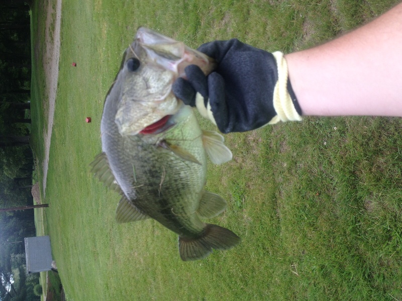 Little Redfin Perch just over 1lb. Shot for a 5 Swimbait, everytime i  target Pike the Perch come out. : r/Fishing