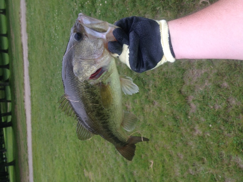 My biggest Bass near Rockland