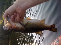 Pickeral Cove 7-31-2011