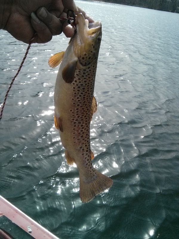 cougth today 4/22/14 @ westfield pond hamptom pond